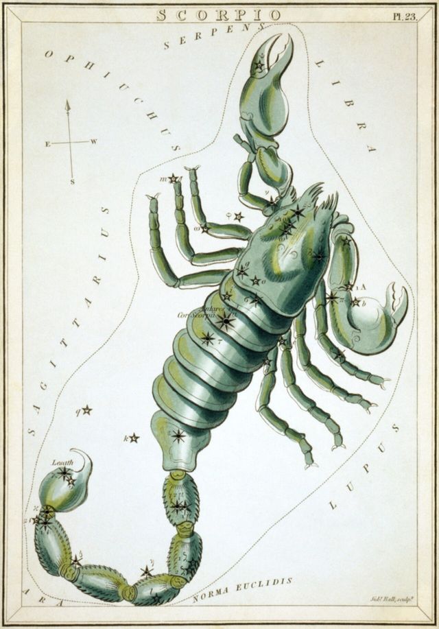 Scorpione, tavola incisa da Sidney Hall